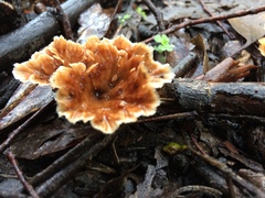 Podoscypha petalodes petalodes