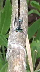 Ischnura elegans