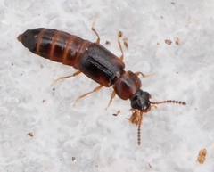 Dropephylla ioptera