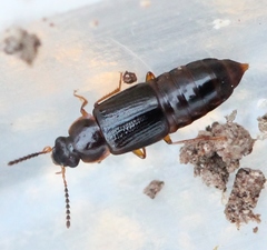 Phyllodrepoidea crenata