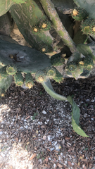 Opuntia ficus-indica