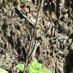 Erythemis plebeja
