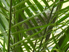 Sporophila morelleti