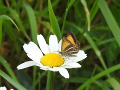 Isturgia limbaria