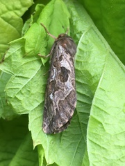 Korscheltellus fusconebulosa