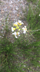 Arabidopsis arenosa