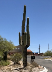 Carnegiea gigantea
