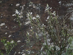 Anthericum liliago