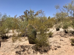 Larrea tridentata