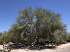 Parkinsonia microphylla