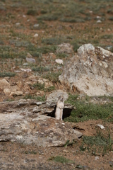 Spermophilus xanthoprymnus