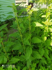 Urtica dioica