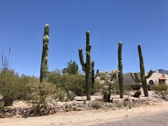 Carnegiea gigantea