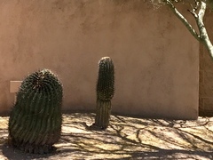 Carnegiea gigantea