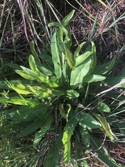 Hartwrightia floridana