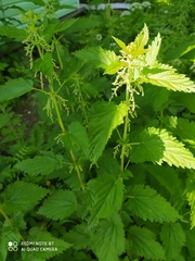 Urtica dioica