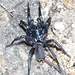 Central Victorian Funnel-Web - Photo (c) Matthew Lincoln, some rights reserved (CC BY-NC), uploaded by Matthew Lincoln