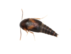 Sepedophilus littoreus