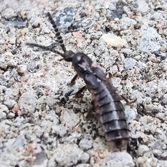 Phosphaenus hemipterus