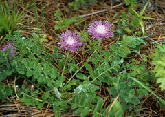 Psephellus declinatus