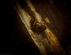 Episcaphula tamburinea