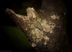 Polyclysta hypogrammata