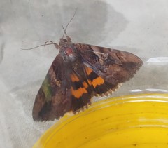 Catocala muliercula