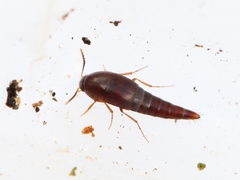 Sepedophilus testaceus