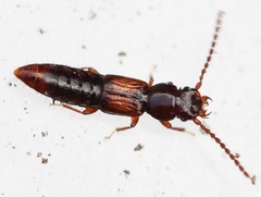 Siagonium quadricorne