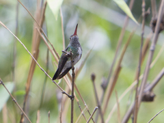 Chionomesa fimbriata