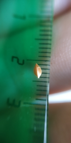 Tankiažiedė rūgštynė nuotrauka