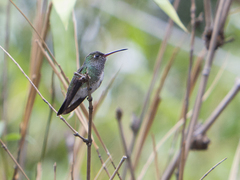 Chionomesa fimbriata