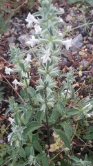 Stachydeae