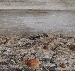 Monosapyga clavicornis