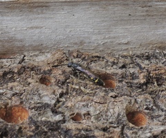 Monosapyga clavicornis