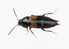 Tachinus subterraneus