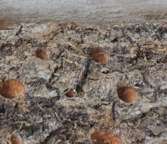 Monosapyga clavicornis