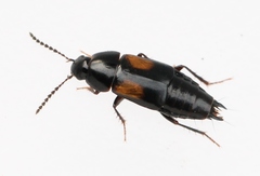 Tachinus subterraneus