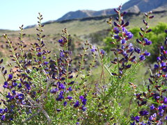 Psorothamnus arborescens