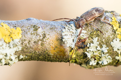 Exocentrus adspersus