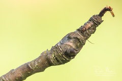 Exocentrus adspersus