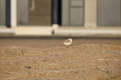 Charadrius marginatus marginatus