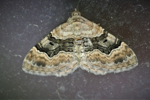 Large Twin-spot Carpet