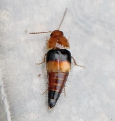 Tachyporus obtusus