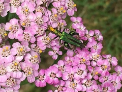 Oedemera nobilis