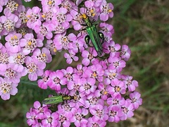 Oedemera nobilis