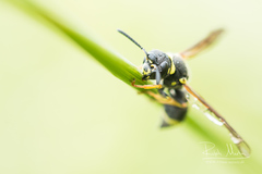Allodynerus delphinalis