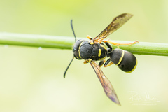 Allodynerus delphinalis