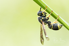 Allodynerus delphinalis