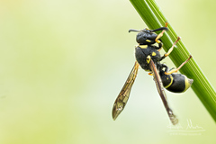 Allodynerus delphinalis